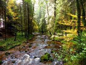Die besten Wanderrouten im Schwarzwald