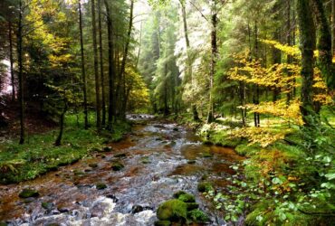 Die besten Wanderrouten im Schwarzwald