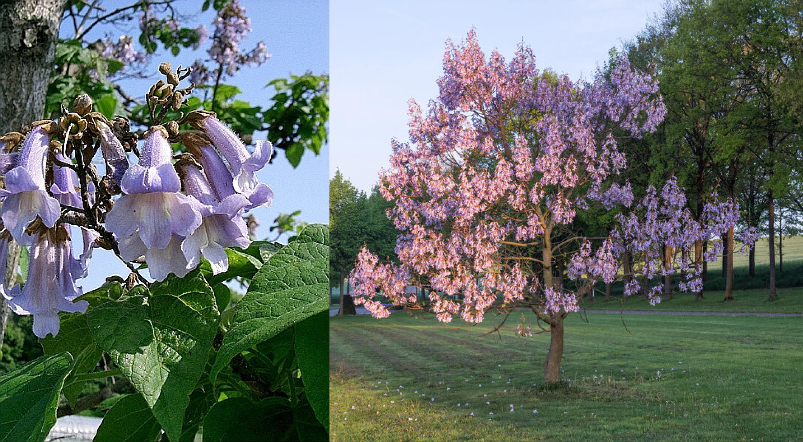 Blauglockenbaum Nachteile